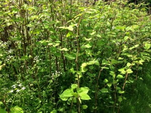 knotweed-300x225 knotweed-300x225